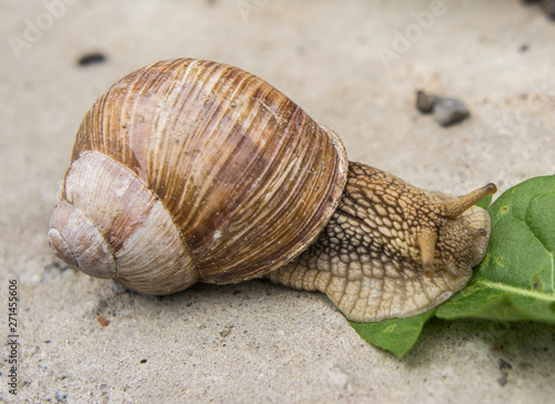 a snail on a stone surface is crawling to the green leaves