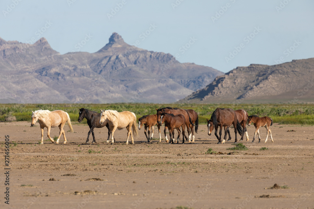 Herd of Wild Horses in the Utah Desert in Spring