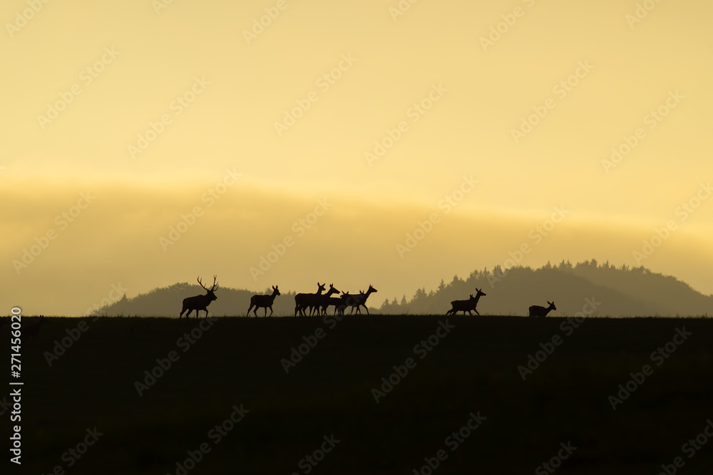 Herd of red deer, cervus elaphus, with does and stag walking at the end at sunset on a horizon. Dark silhouettes of wild animals in nature with colorful landscape in the background with copy space.