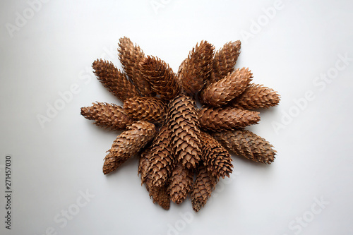 Conifer cones bunch isolated on white background