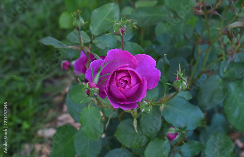 Rosas en Parque de Cervantes, Barcelona España photo