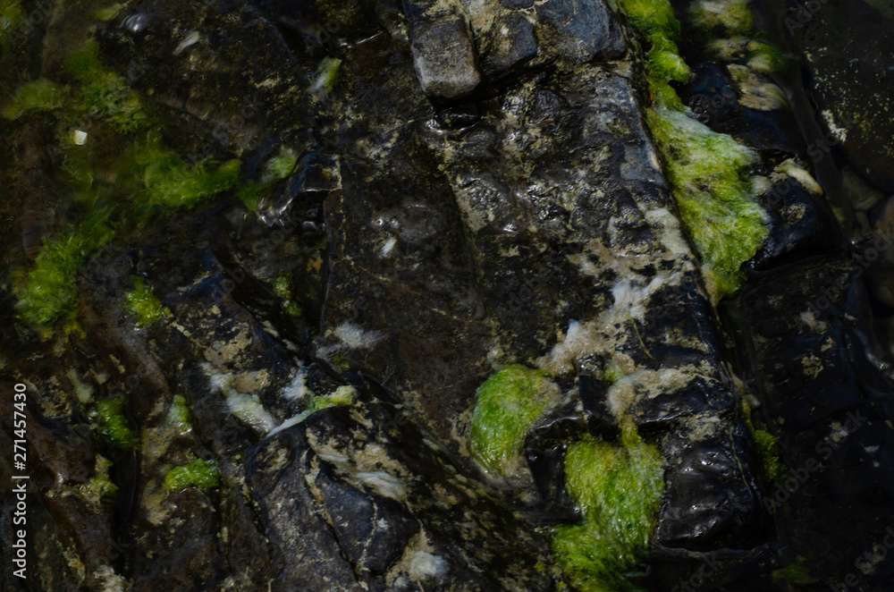 Image of sea stones covered with algae.