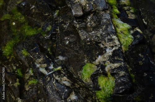 Image of sea stones covered with algae.