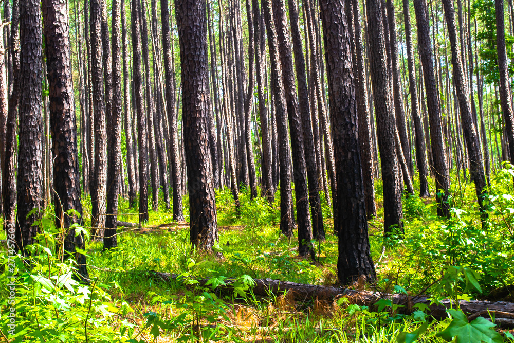Obraz premium tall trees rise out of the underbrush in the forest