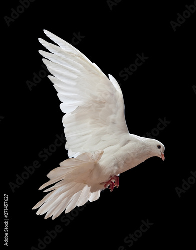 A free flying white dove isolated on a black 