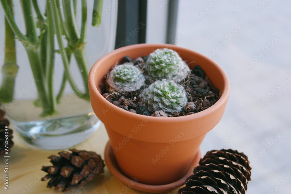 Plant cactus in a pot Plant cactus in a pot