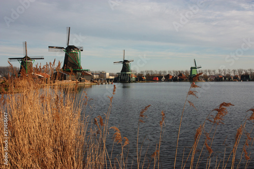old Dutch windmills made of wood built along the water stream of the Zaan river at sunset time with its warm heat and ears of corn.