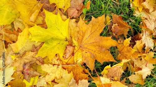 Autumn background from fallen leaves of maple and green grass