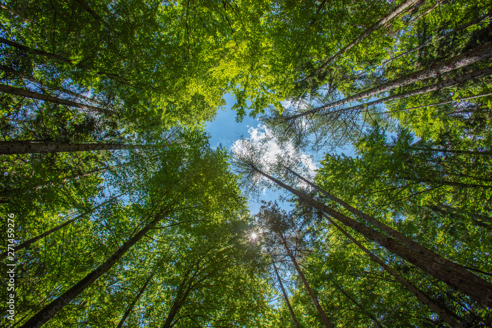 Fototapeta premium green forest in spring time 