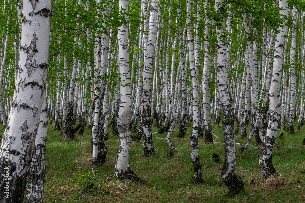 Fototapeta premium birch forest in spring, tree trunks, background