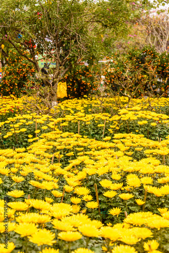 Yellow chrysanthemum flowers, a token of luck for the Chinese Lunar New Year, for sale in Hoi An, Vietnam