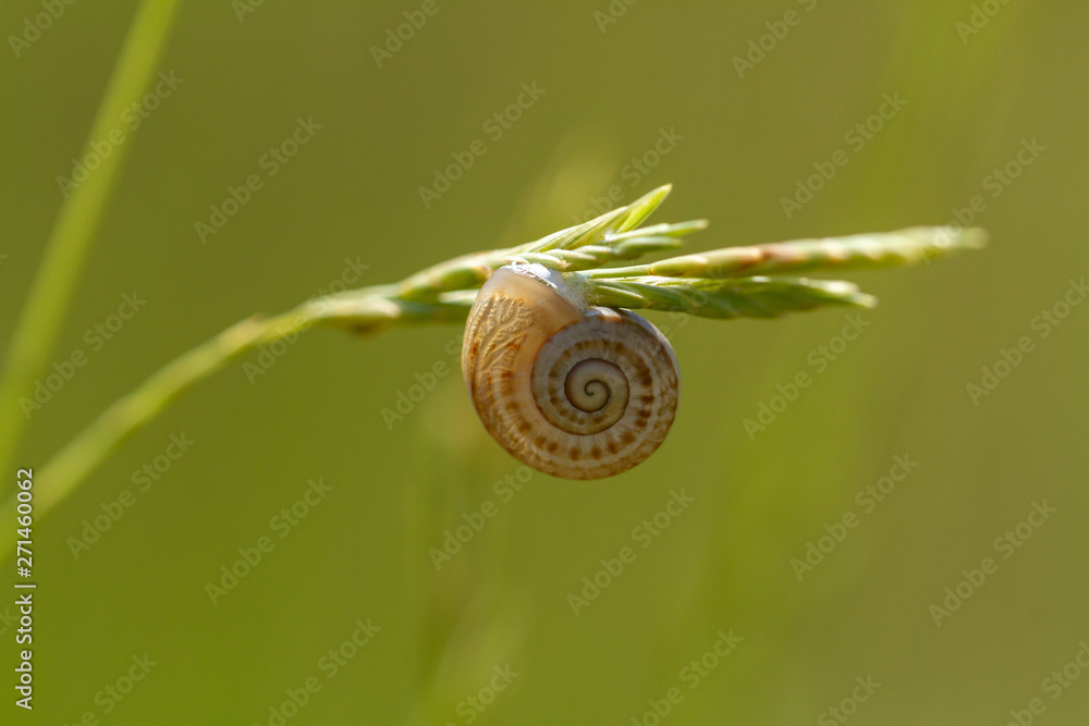 Snail bonded to a spike of grass under the sun Snail bonded to a spike of grass under the sun
