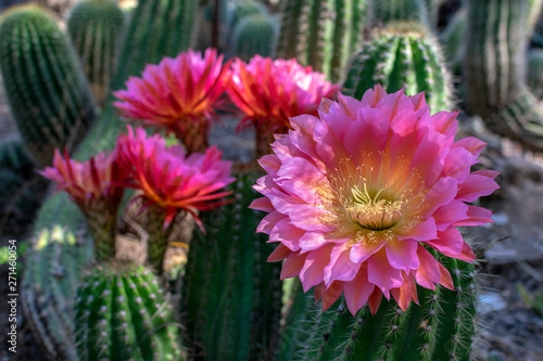 Red and purple large, beautiful and colorful flowers of hedgehog echinopsis cactus in full bloom in cactus garden. Close up. photo