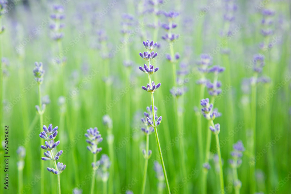 Fototapeta premium Violet Lavender in green field with defocused background