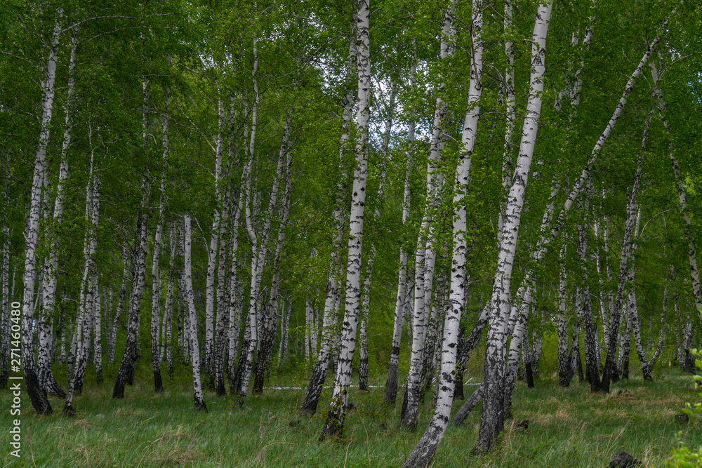 birch forest in spring, tree trunks, background birch forest in spring, tree trunks, background