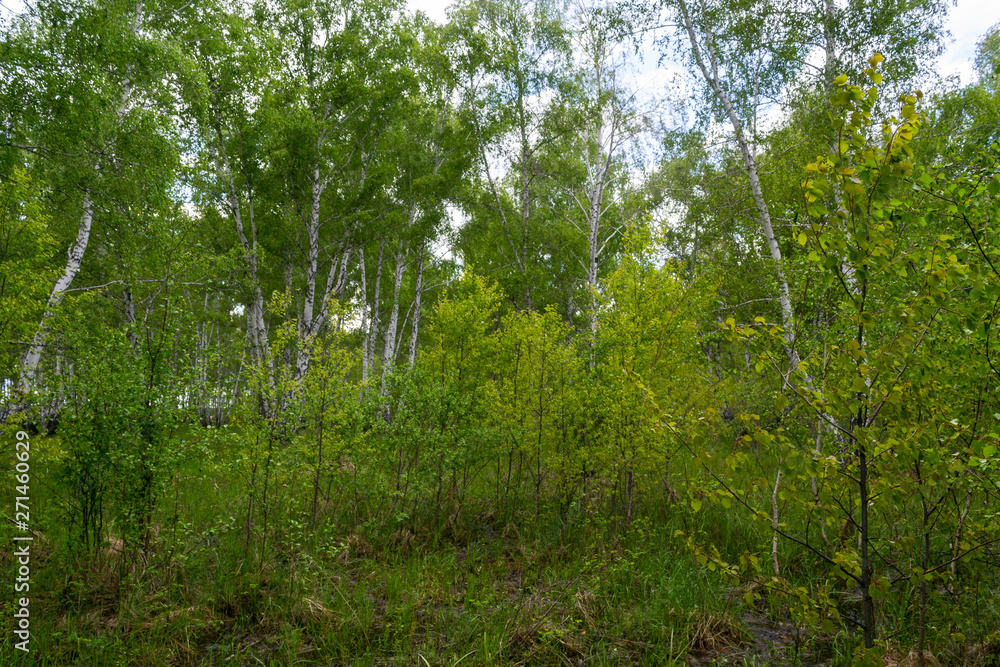 birch forest in spring, tree trunks, background birch forest in spring, tree trunks, background
