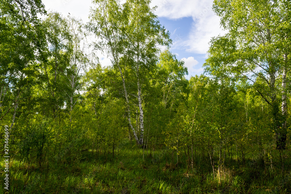 birch forest in spring, tree trunks, background birch forest in spring, tree trunks, background