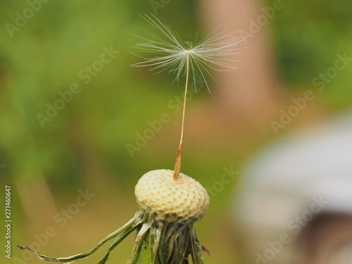 The seed of a dandelion. There is only one seed of the dandelion.
