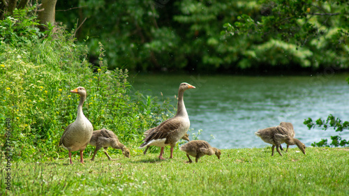 Greylag Geese and Goslings on side of lake