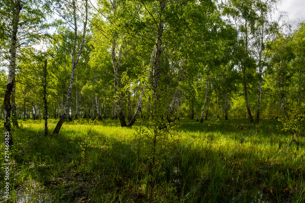 birch forest in spring, tree trunks, background birch forest in spring, tree trunks, background