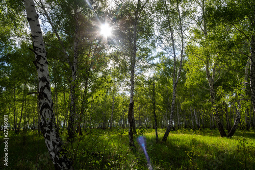 birch forest in spring  tree trunks  background 