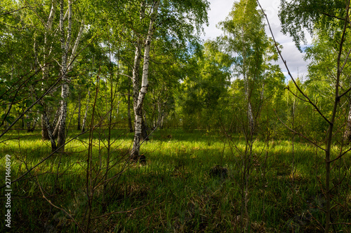 birch forest in spring  tree trunks  background 