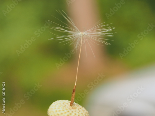 The seed of a dandelion. There is only one seed of the dandelion.