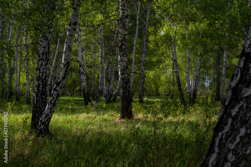 birch forest in spring, tree trunks, background 