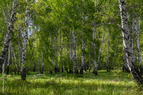 Fototapeta Naklejka Na Ścianę i Meble -  birch forest in spring, tree trunks, background 