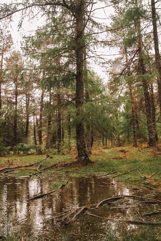  Forest in vertical vintage style