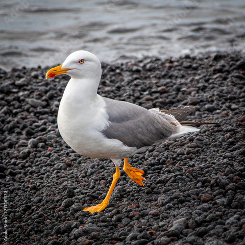 Mouette