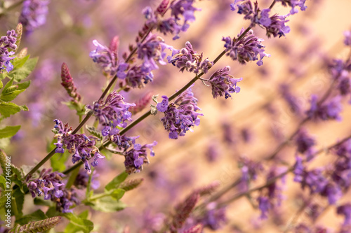 Fototapeta Naklejka Na Ścianę i Meble -  Purple and pink flowers background