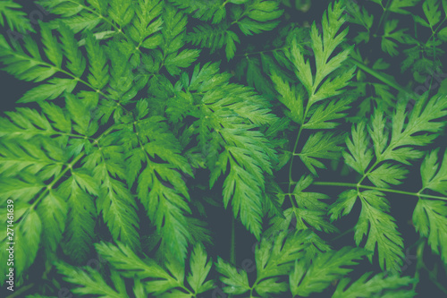 Green leaves on a dark background. Summer nature