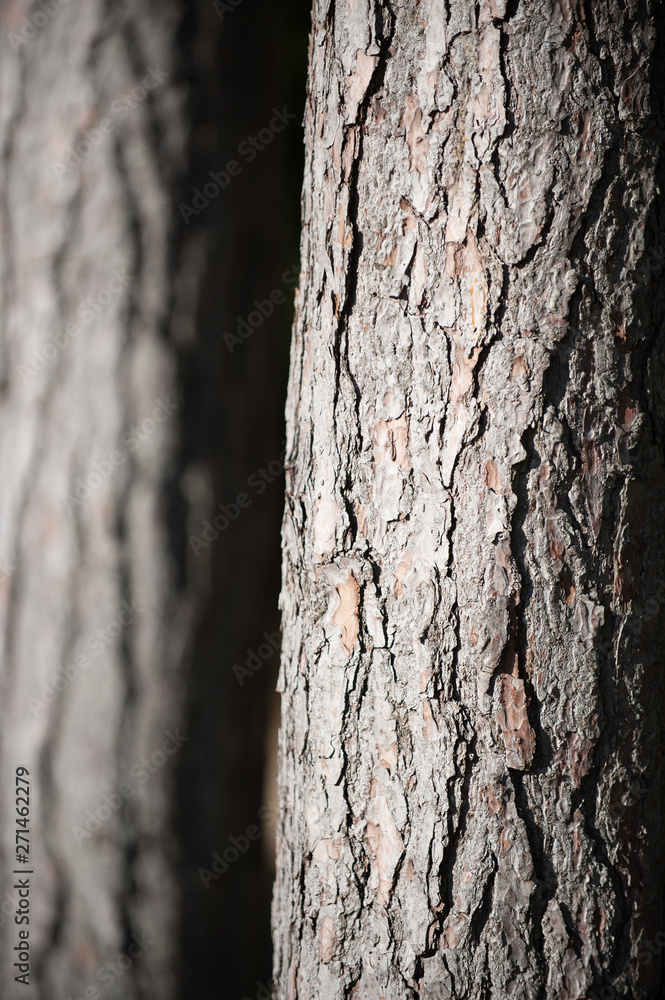 Close up portrait view of bark on a tree trunk with blurred tree behind - Image Close up portrait view of bark on a tree trunk with blurred tree behind - Image