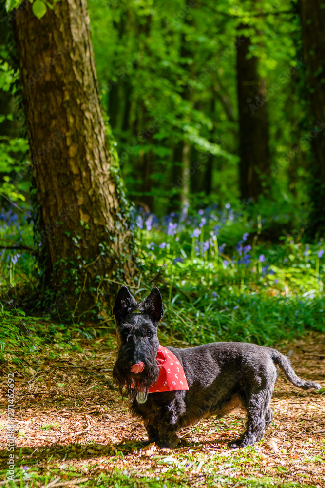 Black scottist terrier wearing a red bandana in a forest with bluebells Black scottist terrier wearing a red bandana in a forest with bluebells
