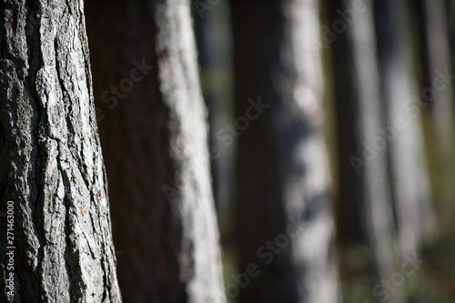 Left side of frame close focus of tree bark with further trees blurring into distance.copy space - Image