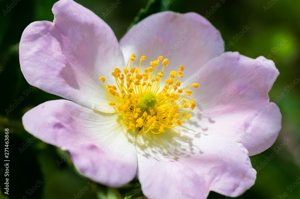 Macro photo of a Cherokee rose (rosa laevigata) in full bloom Macro photo of a Cherokee rose (rosa laevigata) in full bloom