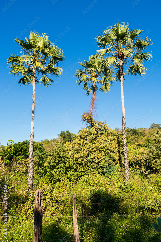 Carnauba palms (Copernicia prunifera) against blue sky in Oeiras, Piaui state - Brazil
