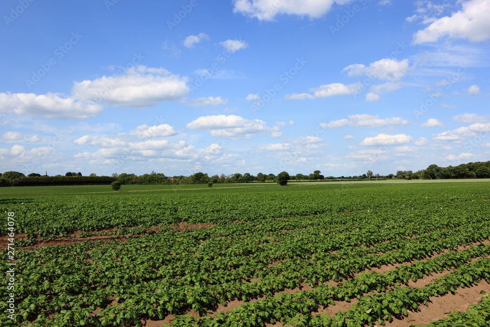 Blue sky with white fluffy clouds over green potato fields in summertime. JPG