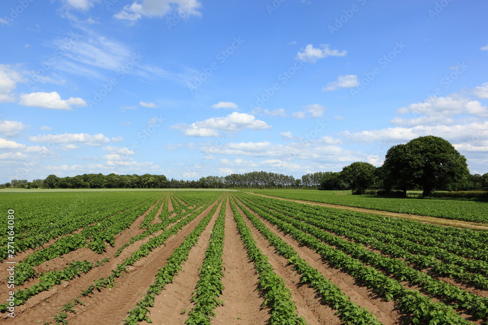 Potato crops in an early summer landscape. JPG