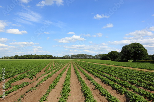  Potato crops in an early summer landscape. JPG