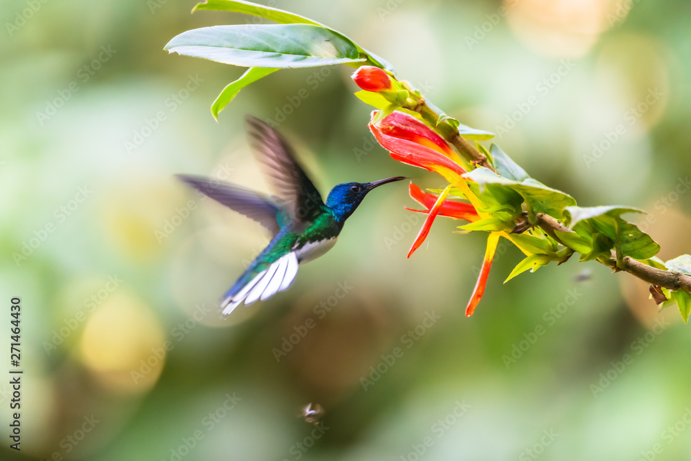 Fototapeta premium Blue hummingbird Violet Sabrewing flying next to beautiful red flower. Tinny bird fly in jungle. Wildlife in tropic Costa Rica. Two bird sucking nectar from bloom in the forest. Bird behaviour