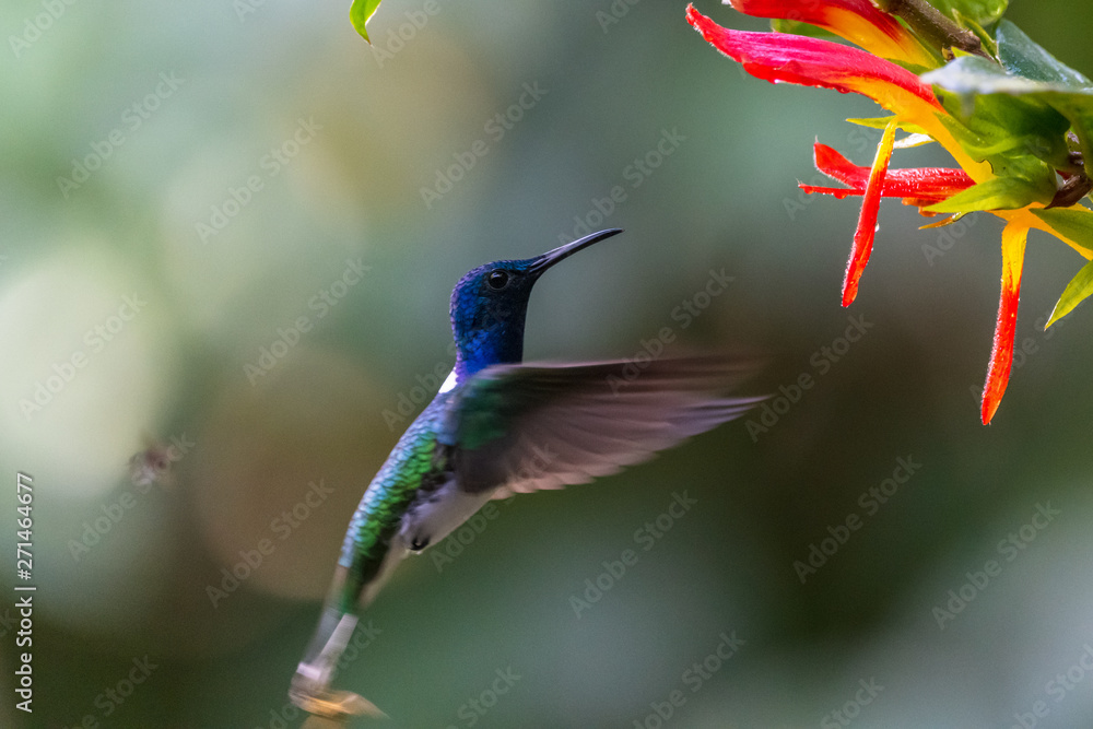 Obraz premium Blue hummingbird Violet Sabrewing flying next to beautiful red flower. Tinny bird fly in jungle. Wildlife in tropic Costa Rica. Two bird sucking nectar from bloom in the forest. Bird behaviour