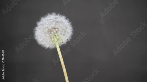 Wallpaper Mural Dandelion on a gray background. Torontodigital.ca