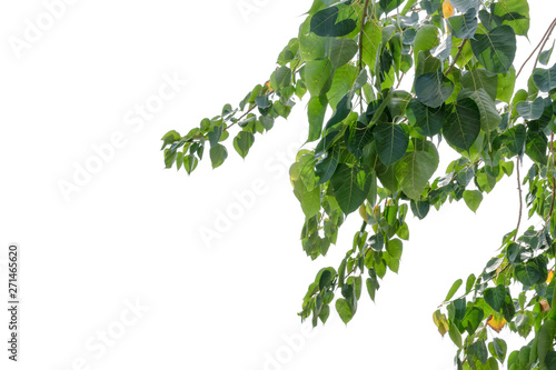 Bodhi green leaf isolated on white background photo