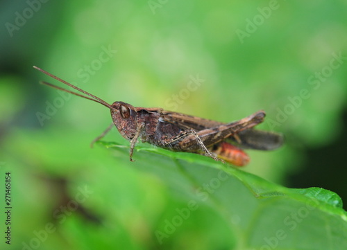Locust closeup sits on a green leaf in summer