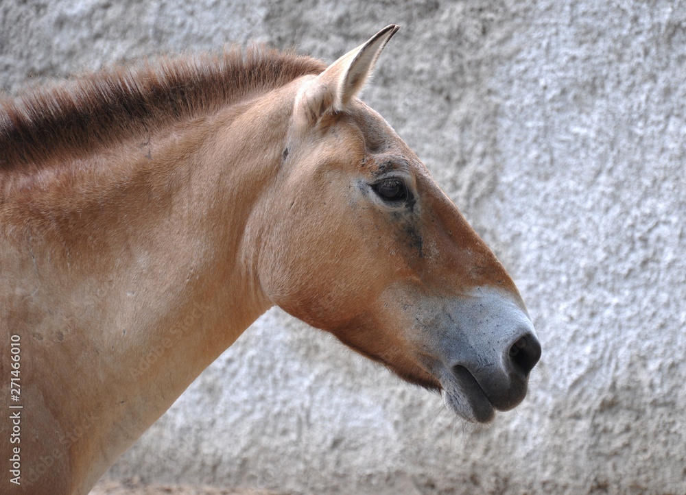 Fototapeta premium Przewalski's horse. Portrait. Close-up.
