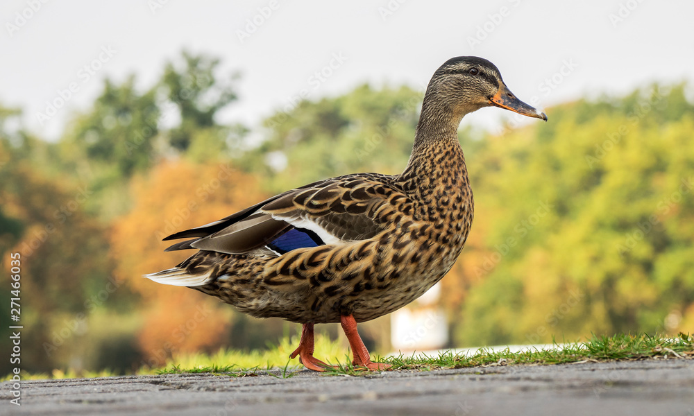 Nahaufnahme einer ente Nahaufnahme einer ente