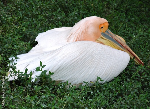 A snow white pelican with a pink head sits in the green grass. photo