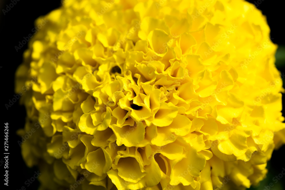 Yellow marigold flower macro background wallpaper high quality prints 50,6  Megapixels products Stock Photo | Adobe Stock